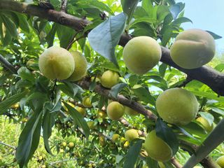 류진희님의 자두 · 영농일지 작성글 사진