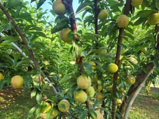 류진희님의 자두 · 영농일지 작성글 사진