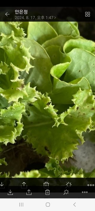 유럽상추님의 농사, 무엇이든 물어보세요! · 참여글 작성글 사진