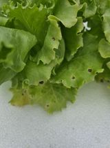 팜모닝 상추·자유게시판 게시글 이미지