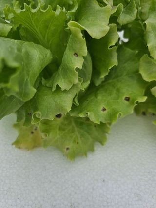 유럽상추님의 상추 · 자유게시판 작성글 사진