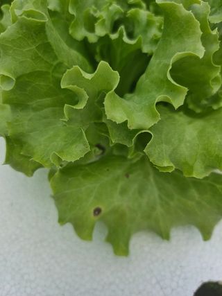 유럽상추님의 상추 · 자유게시판 작성글 사진