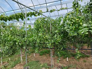 정원대추농원님의 자유주제 · 자유게시판 작성글 사진