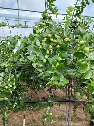 정원대추농원님의 자유주제 · 자유게시판 작성글 사진