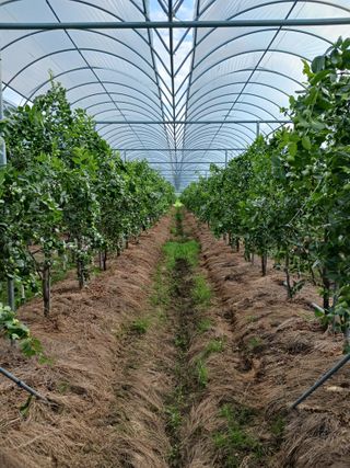 정원대추농원님의 자유주제 · 자유게시판 작성글 사진