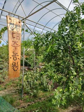 정원대추농원님의 자유주제 · 자유게시판 작성글 사진