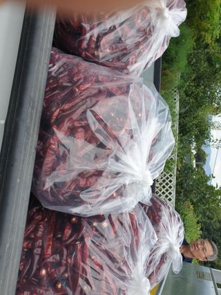 샤이니바다님의 고추 · 영농일지 작성글 사진