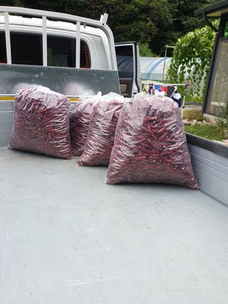 샤이니바다님의 고추 · 영농일지 작성글 사진