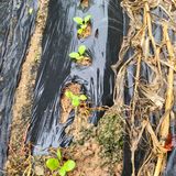 팜모닝 자유주제·자유게시판 게시글 이미지