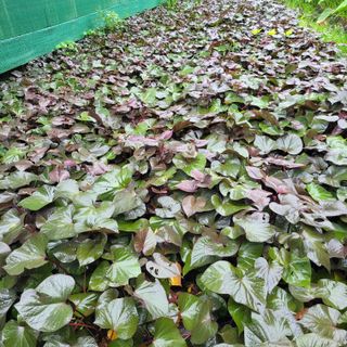 서녕영더기님의 자유주제 · 자유게시판 작성글 사진