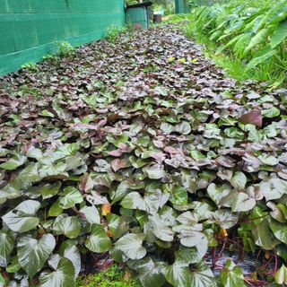 서녕영더기님의 자유주제 · 자유게시판 작성글 사진