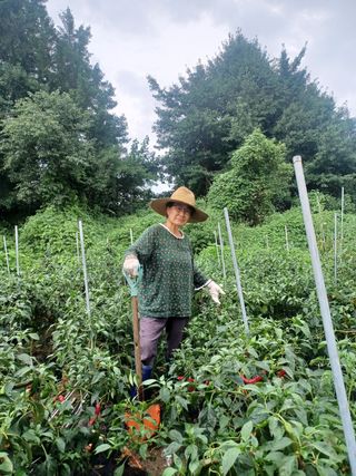 장금옥사랑방출석원함님의 상추 · 자유게시판 작성글 사진
