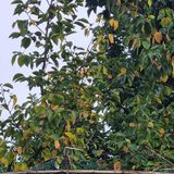 팜모닝 감·병해충상담 게시글 이미지