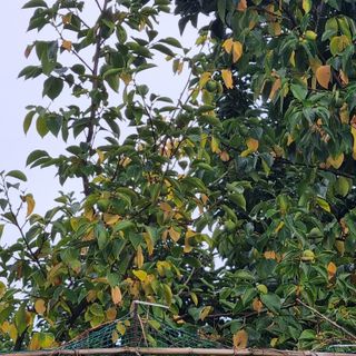 서윤하윤이네님의 감 · 병해충상담 작성글 사진