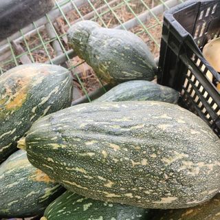 제주삼둥이네님의 호박 · 영농일지 작성글 사진