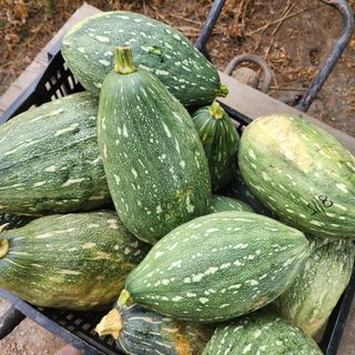 제주삼둥이네님의 호박 · 영농일지 작성글 사진