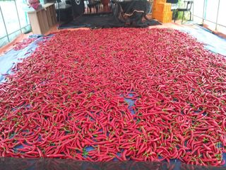 파주고추님의 고추 · 영농일지 작성글 사진