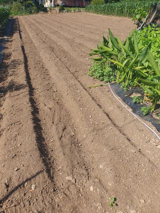 안비님의 배추 · 토양준비 작성글 사진