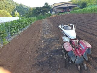 안비님의 배추 · 토양준비 작성글 사진