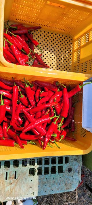 이동훈님의 고추 · 영농일지 작성글 사진