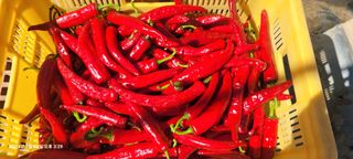 이동훈님의 고추 · 영농일지 작성글 사진