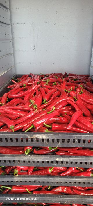 이동훈님의 고추 · 영농일지 작성글 사진