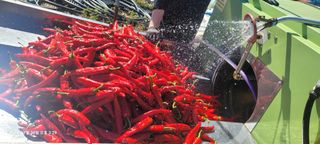 이동훈님의 고추 · 영농일지 작성글 사진