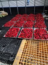 팜모닝 고추·영농일지 게시글 이미지