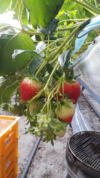 막걸리대왕님의 딸기 · 병해충상담 작성글 사진