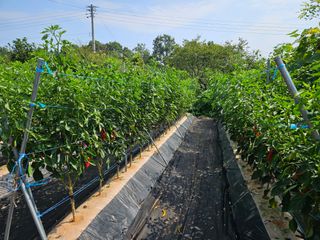 홍승대님의 고추 · 영농일지 작성글 사진