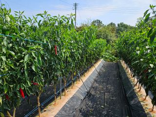 홍승대님의 고추 · 영농일지 작성글 사진
