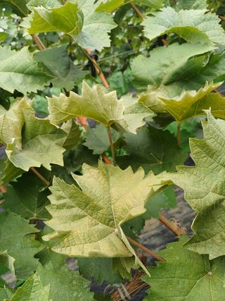 못내뜰애농원님의 자유주제 · 자유게시판 작성글 사진