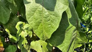 바다님의 고추 · 병해충상담 작성글 사진