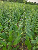 팜모닝 참깨·영농일지 게시글 이미지