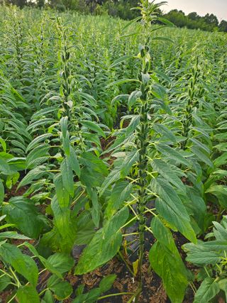 초보농부님의 참깨 · 영농일지 작성글 사진