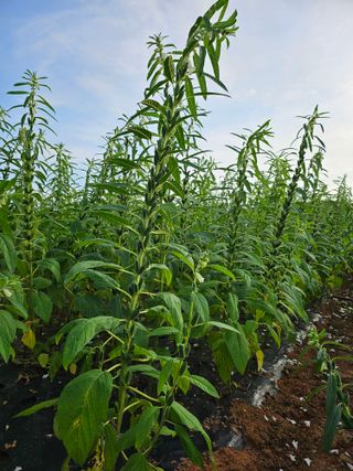 초보농부님의 참깨 · 영농일지 작성글 사진