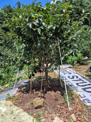 최호용님의 감 · 영농일지 작성글 사진