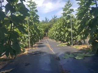 심수보님의 기타작물 · 영농일지 작성글 사진