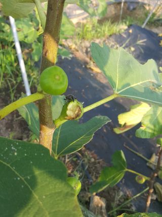 심수보님의 기타작물 · 영농일지 작성글 사진