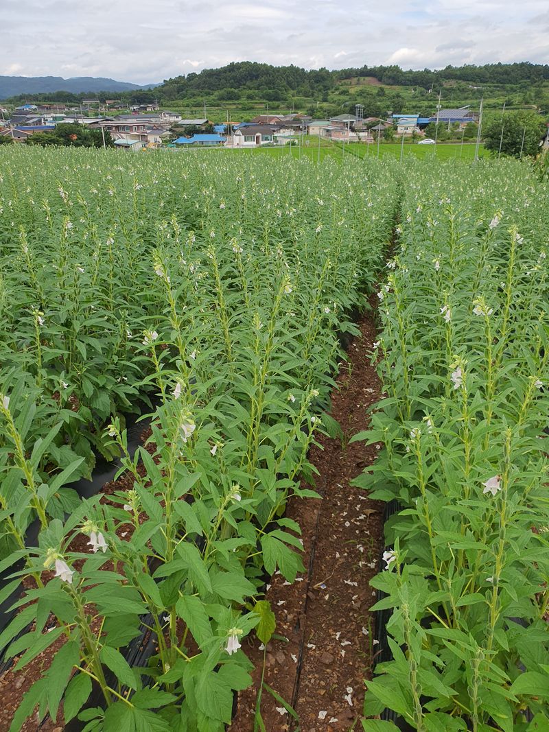 장터 상품 [햇참깨 ] 썸네일