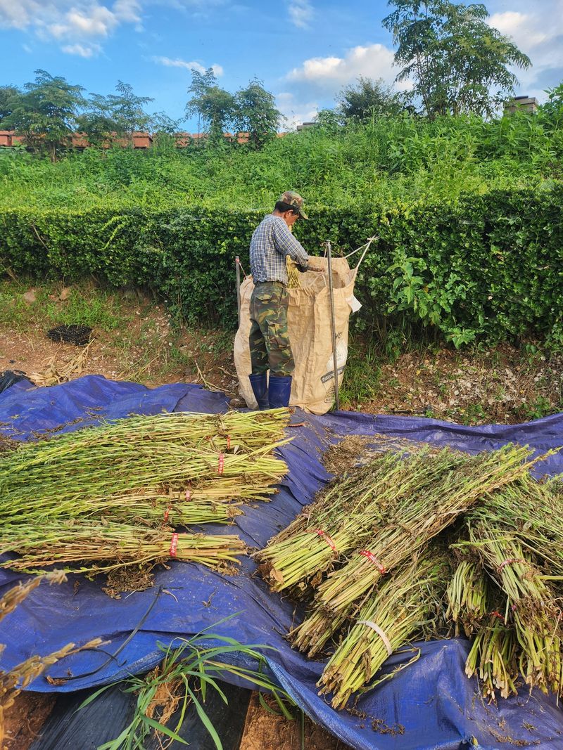 김영복님의 장터 판매 상품 [햇참깨 ] 첨부 사진