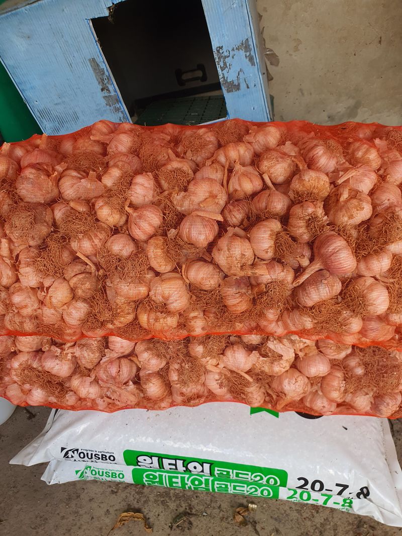 장터 상품 [대서마늘] 썸네일