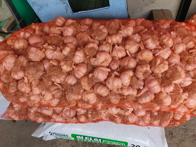 김영복님의 장터 판매 상품 [대서마늘] 첨부 사진