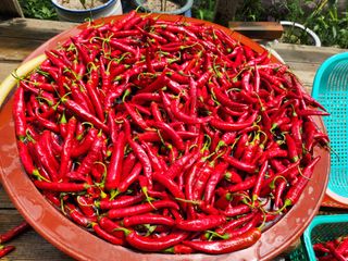 박정희님의 고추 · 영농일지 작성글 사진