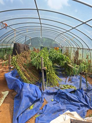 호박 정정호님의 참깨 · 영농일지 작성글 사진