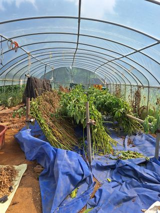 호박 정정호님의 참깨 · 영농일지 작성글 사진