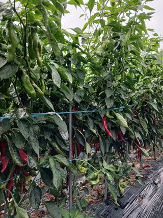 보리수농장최해두입니님의 💚우리 동네 자랑하기 · 참여글 작성글 사진