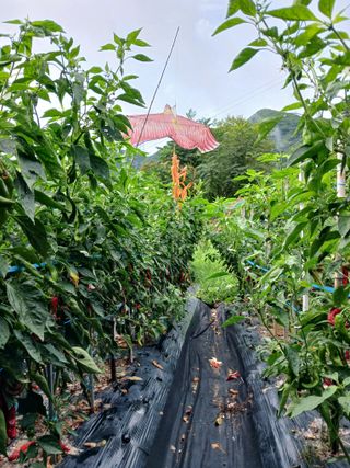 보리수농장최해두입니님의 💚우리 동네 자랑하기 · 참여글 작성글 사진