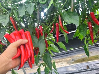 머위농장님의 고추 · 영농일지 작성글 사진