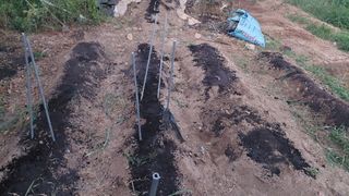 벼10129박병기님의 배추 · 영농일지 작성글 사진